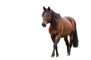 Horse In Field V2 Vinyl Car Decal Sticker – Waterproof & UV-Resistant 8" Horse In Field V2 Vinyl Car Decal Sticker – Waterproof & UV-Resistant 8"