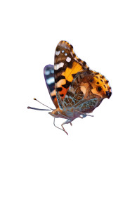 Vibrant Garden Butterfly Vinyl Car Decal Sticker – Waterproof & UV-Resistant 8"