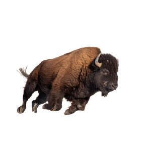 Running Bison Vinyl Car Decal Sticker – Waterproof & UV-Resistant 8"