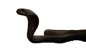 Indian Cobra Snake Vinyl Car Decal Sticker – Waterproof & UV-Resistant 8"