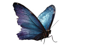 Violet Butterfly Resting Vinyl Car Decal Sticker – Waterproof & UV-Resistant 8"