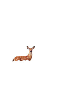 Whimsical Deer Bath Vinyl Car Decal Sticker – Waterproof & UV-Resistant 8" Whimsical Deer Bath Vinyl Car Decal Sticker – Waterproof & UV-Resistant 8"