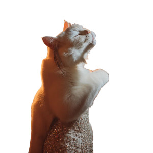 Jazz Cat Singer Vinyl Car Decal Sticker – Waterproof & UV-Resistant 8"