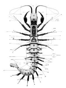 Geometric Centipede Vinyl Car Decal Sticker – Waterproof & UV-Resistant 8"