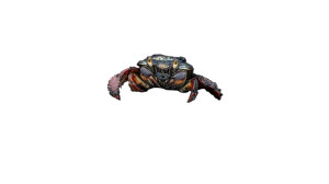 Tiny Hermit Crab Vinyl Car Decal Sticker – Waterproof & UV-Resistant 8"