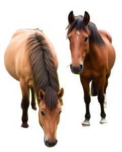 Norwegian Pony Grazing Vinyl Car Decal Sticker – Waterproof & UV-Resistant 8"