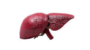 Claymation Liver Vinyl Car Decal Sticker – Waterproof & UV-Resistant 8"