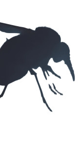 Monstrous Fly Shadow Vinyl Car Decal Sticker – Waterproof & UV-Resistant 8"