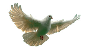 Divine White Bird Vinyl Car Decal Sticker – Waterproof & UV-Resistant 8" Divine White Bird Vinyl Car Decal Sticker – Waterproof & UV-Resistant 8"
