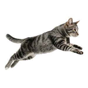 Leaping Grey Tabby Vinyl Car Decal Sticker – Waterproof & UV-Resistant 8"