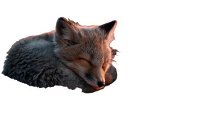 Sleepy Fox Cub Vinyl Car Decal Sticker – Waterproof & UV-Resistant 8"