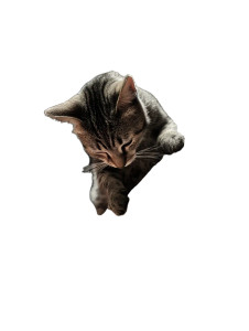 Metal Cat Guitarist Vinyl Car Decal Sticker – Waterproof & UV-Resistant 8" Metal Cat Guitarist Vinyl Car Decal Sticker – Waterproof & UV-Resistant 8"