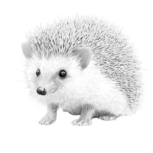 Baby Hedgehog Coloring Vinyl Car Decal Sticker – Waterproof & UV-Resistant 8"