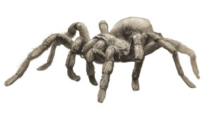 Mucha'S Tarantula V2 Vinyl Car Decal Sticker – Waterproof & UV-Resistant 8"