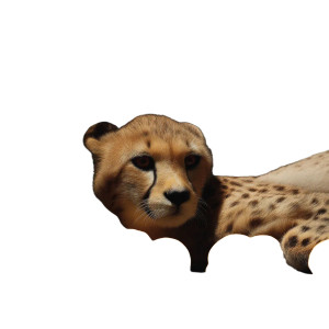 Baby Cheetah Playtime Vinyl Car Decal Sticker – Waterproof & UV-Resistant 8"