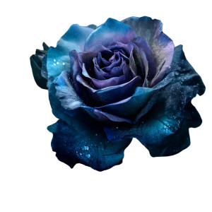 Blue Rose Vinyl Car Decal Sticker – Waterproof & UV-Resistant 8"