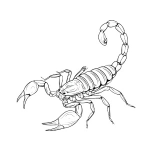 Simple Scorpion V2 Vinyl Car Decal Sticker – Waterproof & UV-Resistant 8"