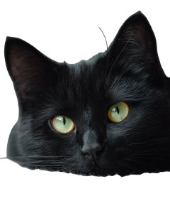 Black Cat Portrait V5 Vinyl Car Decal Sticker – Waterproof & UV-Resistant 8"