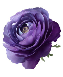 Purple Ranunculus Vinyl Car Decal Sticker – Waterproof & UV-Resistant 8" Purple Ranunculus Vinyl Car Decal Sticker – Waterproof & UV-Resistant 8"