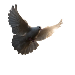Dove Of Peace Vinyl Car Decal Sticker – Waterproof & UV-Resistant 8" Dove Of Peace Vinyl Car Decal Sticker – Waterproof & UV-Resistant 8"