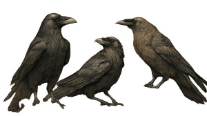 Medieval Crows Drawing Vinyl Car Decal Sticker – Waterproof & UV-Resistant 8"