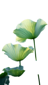 Green Lotus Leaves V2 Vinyl Car Decal Sticker – Waterproof & UV-Resistant 8" Green Lotus Leaves V2 Vinyl Car Decal Sticker – Waterproof & UV-Resistant 8"