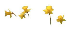 Daffodils In Grass Vinyl Car Decal Sticker – Waterproof & UV-Resistant 8"