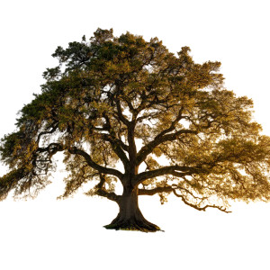 Majestic Oak Tree Vinyl Car Decal Sticker – Waterproof & UV-Resistant 8" Majestic Oak Tree Vinyl Car Decal Sticker – Waterproof & UV-Resistant 8"