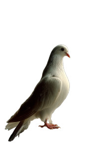 White Dove Perched V2 Vinyl Car Decal Sticker – Waterproof & UV-Resistant 8"