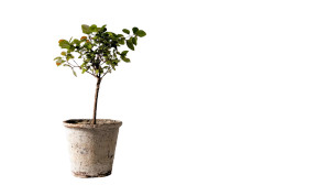 Potted Tree Vinyl Car Decal Sticker – Waterproof & UV-Resistant 8"