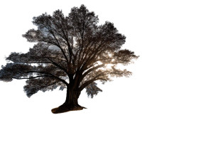 Resilient Maple Tree Vinyl Car Decal Sticker – Waterproof & UV-Resistant 8" Resilient Maple Tree Vinyl Car Decal Sticker – Waterproof & UV-Resistant 8"