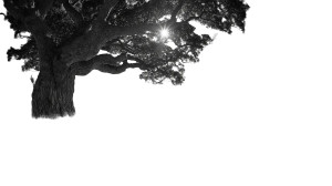 Massive Tree Portrait Vinyl Car Decal Sticker – Waterproof & UV-Resistant 8"