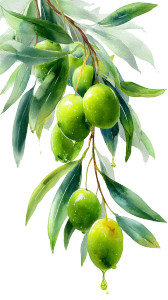 Olive Branches Illustration V2 Vinyl Car Decal Sticker – Waterproof & UV-Resistant 8"