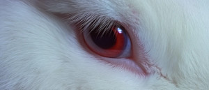 Albino Rabbit Eye Vinyl Car Decal Sticker – Waterproof & UV-Resistant 8"