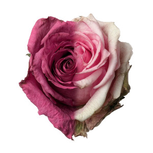 Withered Rose Vinyl Car Decal Sticker – Waterproof & UV-Resistant 8"