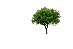 Lone Tree V2 Vinyl Car Decal Sticker – Waterproof & UV-Resistant 8" Lone Tree V2 Vinyl Car Decal Sticker – Waterproof & UV-Resistant 8"