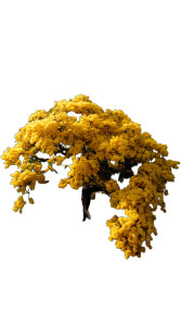 Golden Cassia Tree Vinyl Car Decal Sticker – Waterproof & UV-Resistant 8"