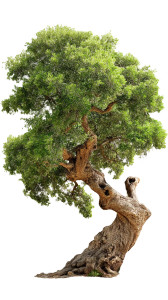 Turnaround Tree Vinyl Car Decal Sticker – Waterproof & UV-Resistant 8"