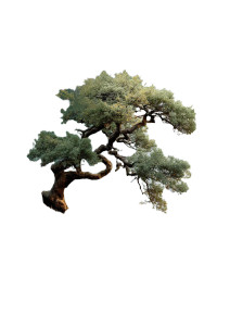 Lonely Tree Vinyl Car Decal Sticker – Waterproof & UV-Resistant 8" Lonely Tree Vinyl Car Decal Sticker – Waterproof & UV-Resistant 8"