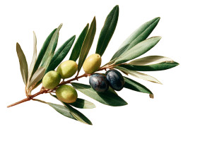 Olive Branch V2 Vinyl Car Decal Sticker – Waterproof & UV-Resistant 8"