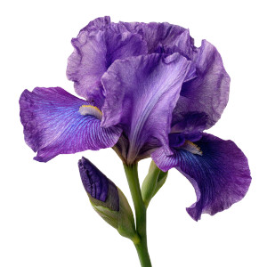 Purple Iris Flower Vinyl Car Decal Sticker – Waterproof & UV-Resistant 8"