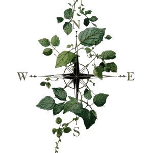 Compass With Vines Vinyl Car Decal Sticker – Waterproof & UV-Resistant 8"