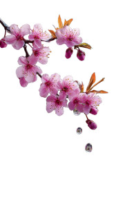Blooming Cherry Blossom V2 Vinyl Car Decal Sticker – Waterproof & UV-Resistant 8" Blooming Cherry Blossom V2 Vinyl Car Decal Sticker – Waterproof & UV-Resistant 8"