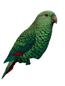 Green Parrot V2 Vinyl Car Decal Sticker – Waterproof & UV-Resistant 8"