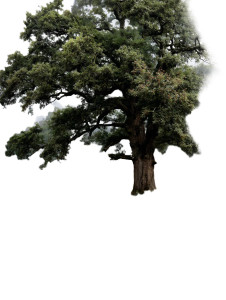 Majestic Oak Tree V2 Vinyl Car Decal Sticker – Waterproof & UV-Resistant 8" Majestic Oak Tree V2 Vinyl Car Decal Sticker – Waterproof & UV-Resistant 8"