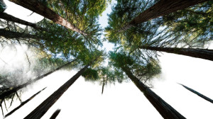 Tall Forest Trees Vinyl Car Decal Sticker – Waterproof & UV-Resistant 8"