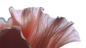 Salmon-Pink Rose Petal Vinyl Car Decal Sticker – Waterproof & UV-Resistant 8"