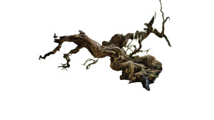 Weeping Willow Tree V2 Vinyl Car Decal Sticker – Waterproof & UV-Resistant 8"