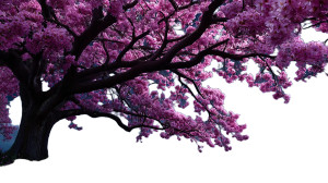 Blooming Cherry Tree Vinyl Car Decal Sticker – Waterproof & UV-Resistant 8" Blooming Cherry Tree Vinyl Car Decal Sticker – Waterproof & UV-Resistant 8"