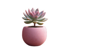 Pink Pot Succulent Vinyl Car Decal Sticker – Waterproof & UV-Resistant 8"